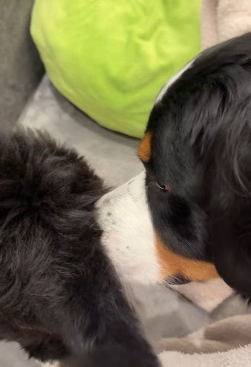 おしりの匂いをクンクン♪