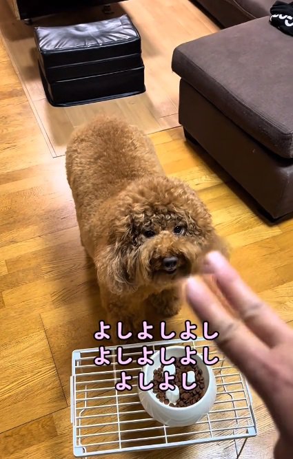 よしを連呼する飼い主さん