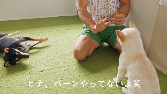 お座りをする子犬と寝転がる成犬