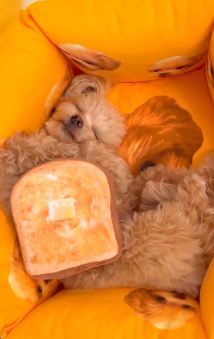 動物病院に連れて行くことに