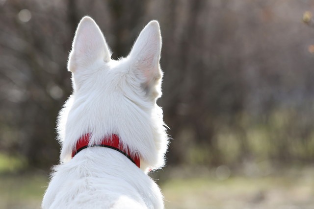 背中を向ける犬