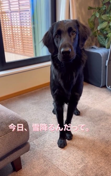 大型犬のピークくん