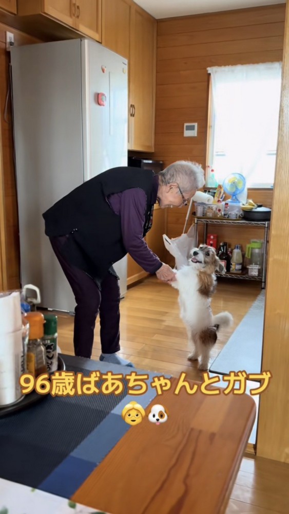 おばあちゃんと手を取り合う犬、カメラ目線