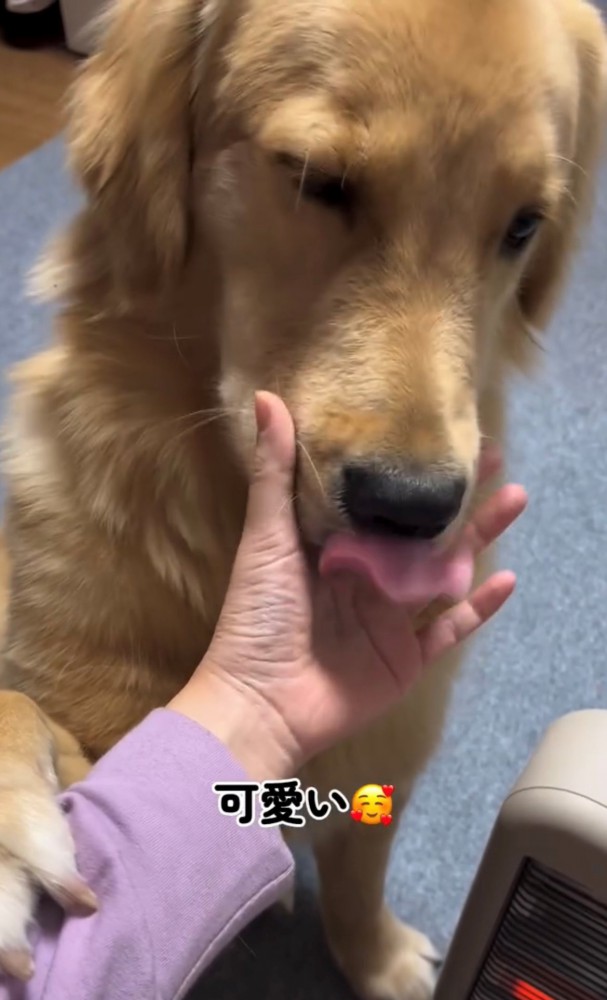 飼い主の手をなめる犬