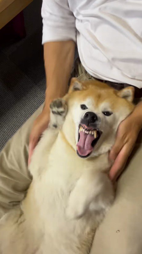 歯をむき出しにする犬