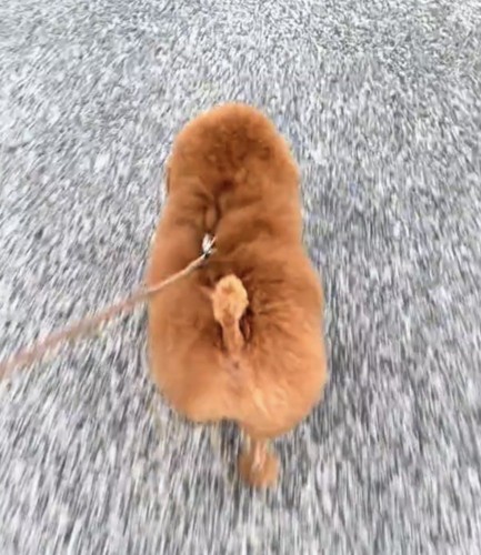 散歩する犬