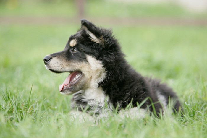 芝生の中で横を向いた子犬