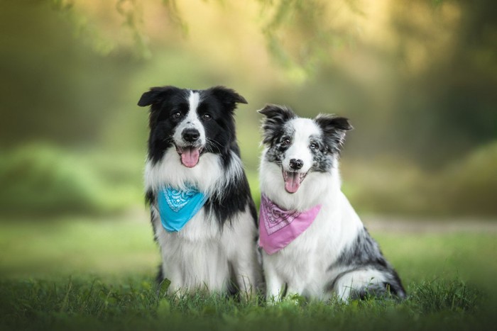 バンダナをつけた2頭の犬