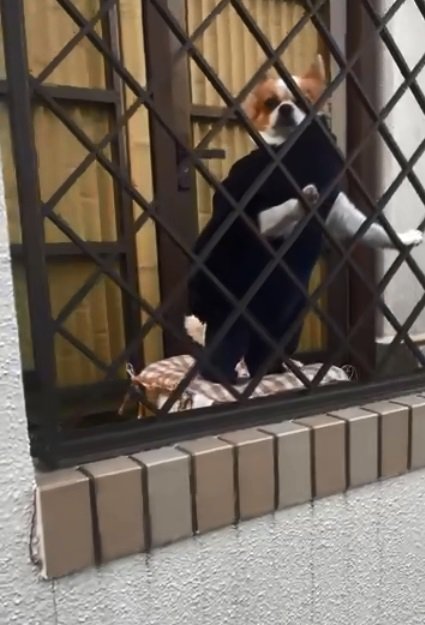 立ち上がり待ち伏せするそらくん