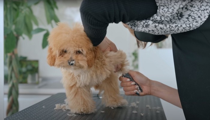 トリミング台の上で爪を切られている子犬