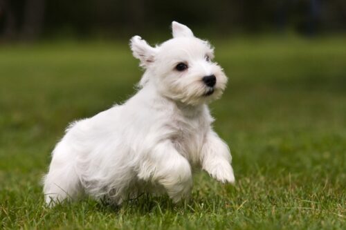 走るシーリハム・テリア