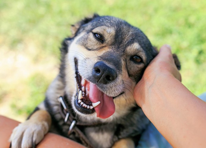 なでられてうれしそうな犬