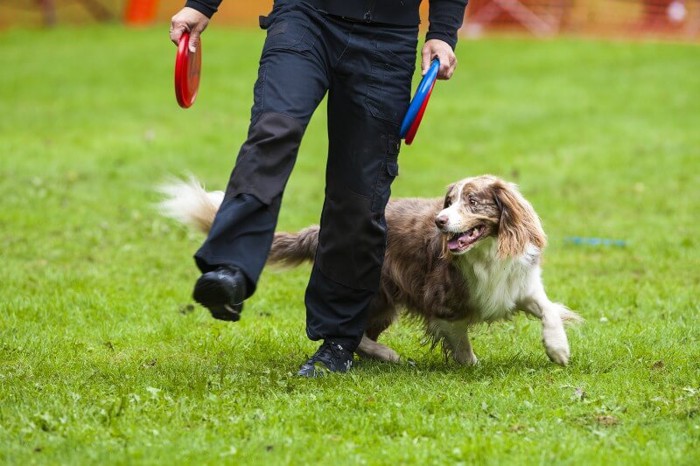 ドッグランで遊ぶ犬と飼い主