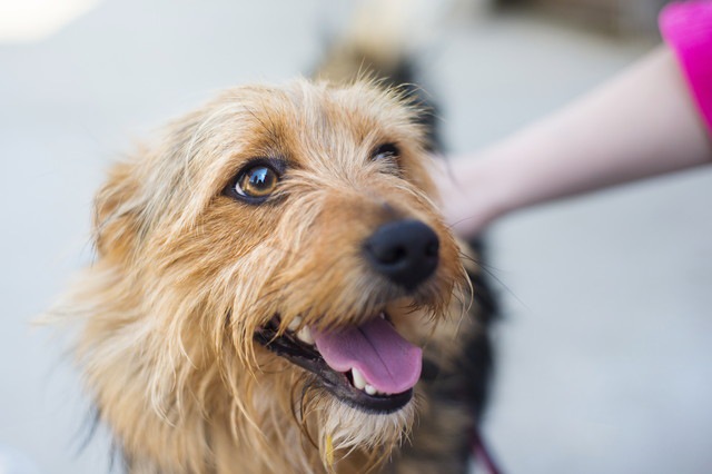 体を撫でられる犬