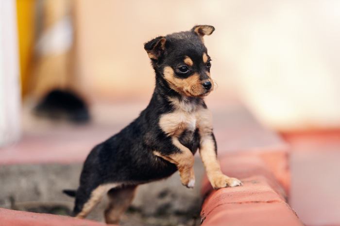 前脚をあげる小型犬