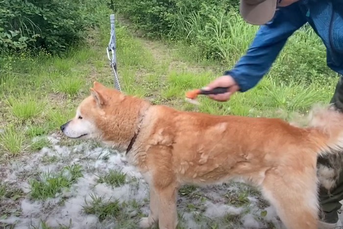 背中をブラッシングされる犬