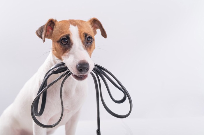 リードをくわえた犬