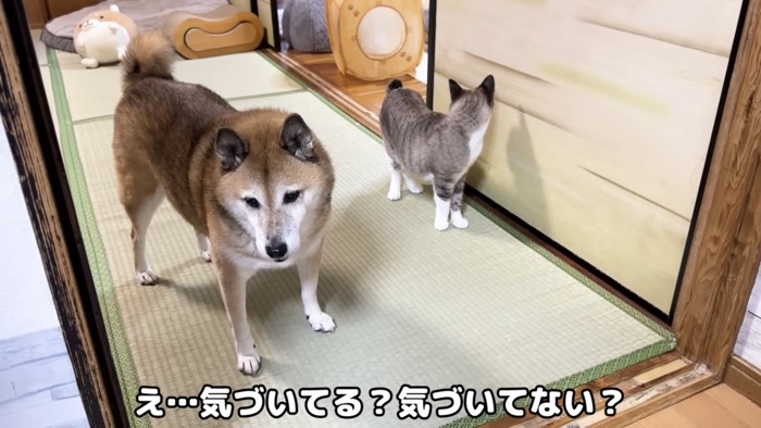 和室で斜め下を見ている柴犬と後ろを向いて立っている猫