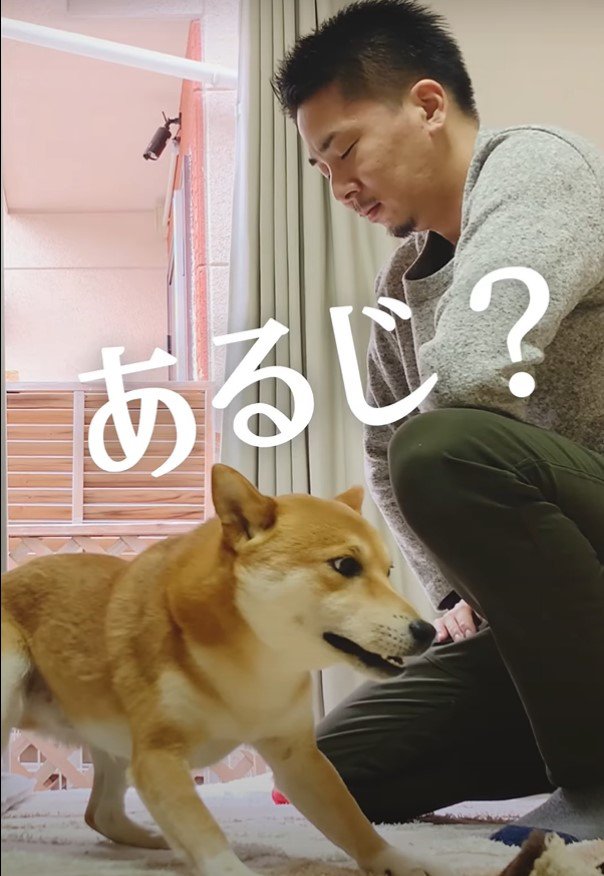 あるじ？という犬