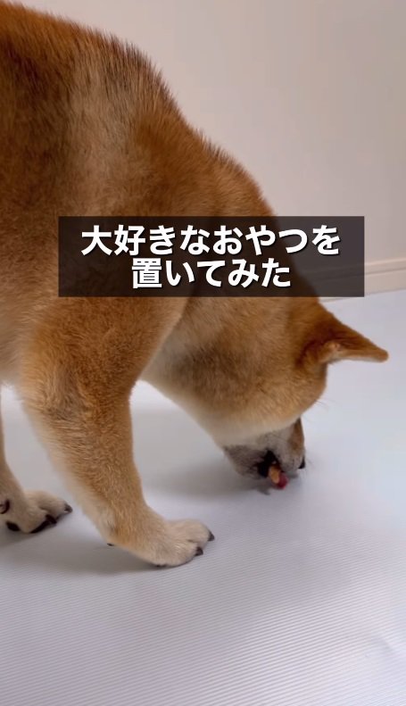 オヤツを置いてみた