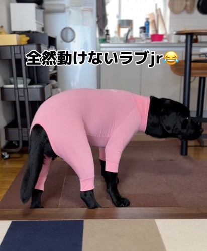 動かない犬