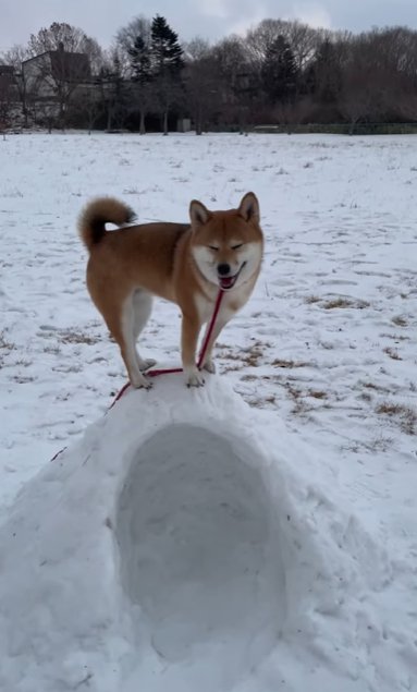 かまくらの上に立つ柴犬