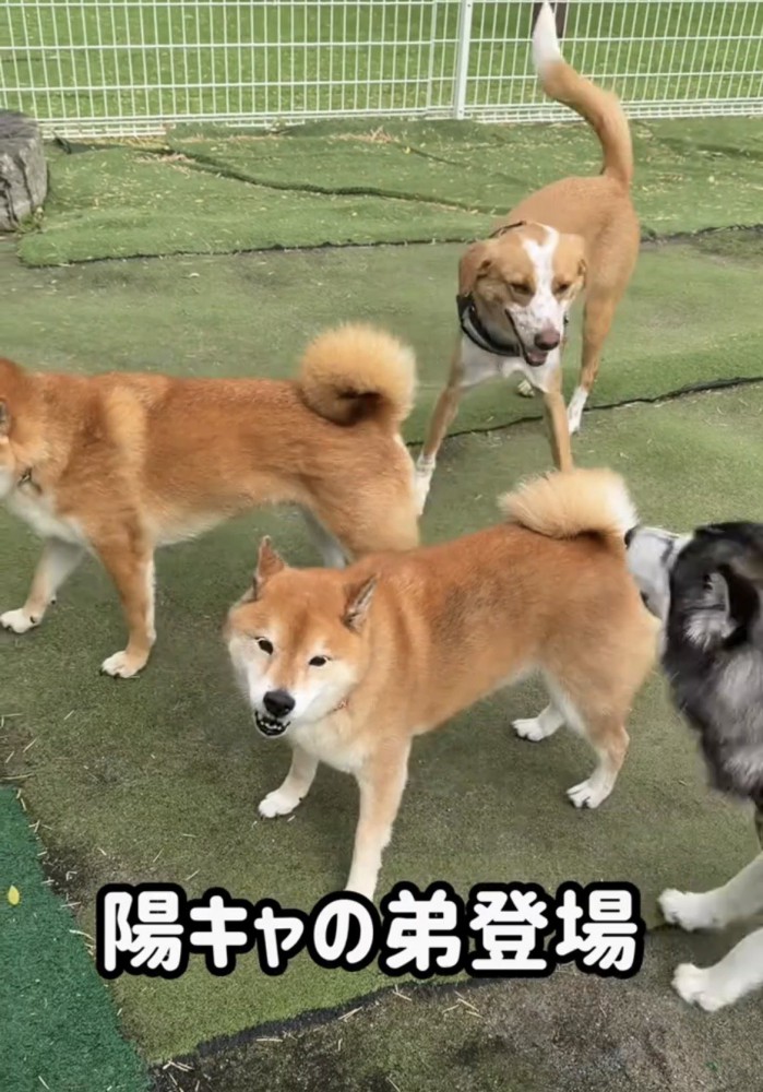 犬たちの中へ入る柴犬