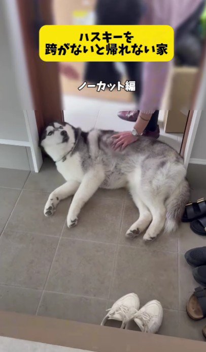 ハスキートラップをクリア