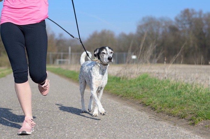 ピンクの服を着た女性とランニングをする犬