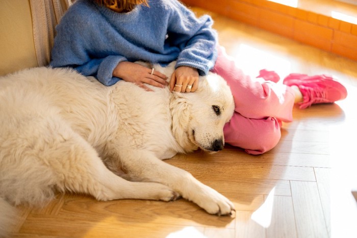 女性にくっつくグレートピレニーズ