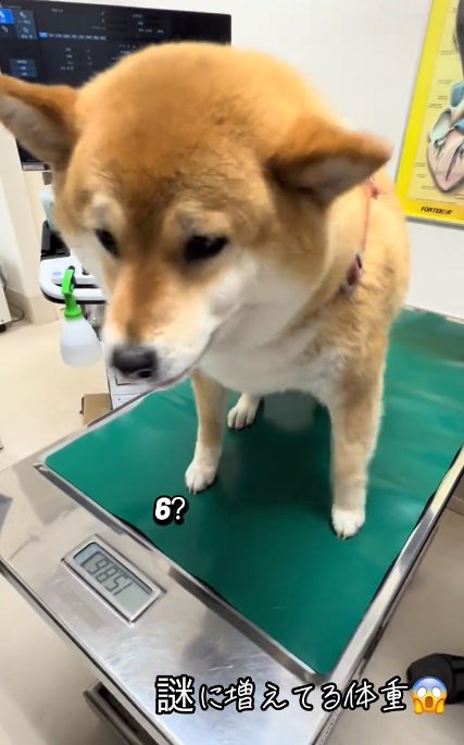 ジタバタするあーちゃん