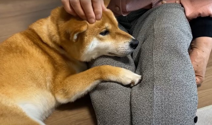 人の膝に頭を乗せる犬