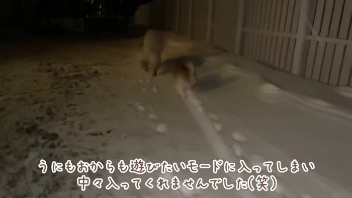 またまた雪遊び♪