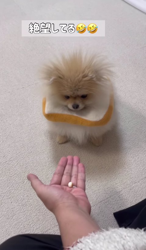 手のひらにあるおやつを見ている小型犬