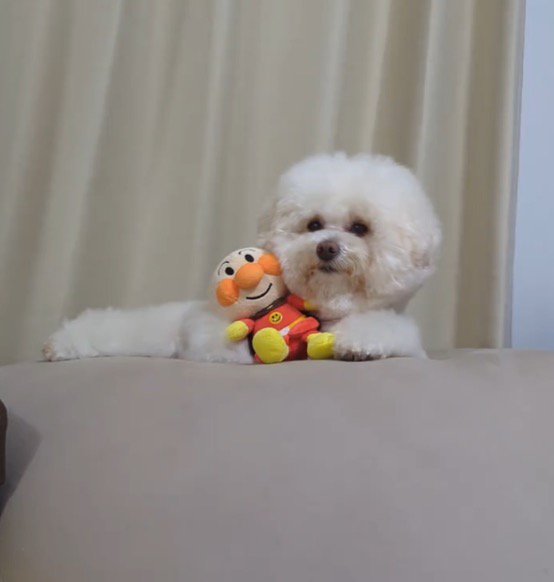 小さなぬいぐるみを抱きしめてカメラを見つめる犬