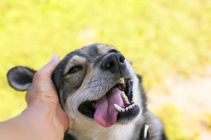 撫でてもらう犬