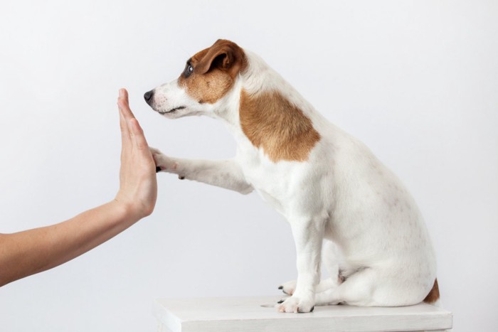 人と挨拶をする犬