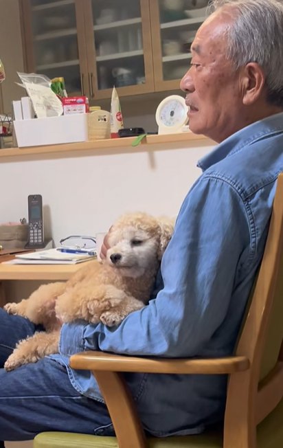 椅子に座る男性の膝に寝転ぶトイプードル
