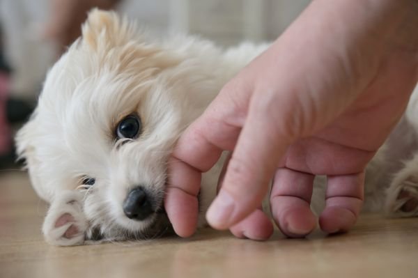 寝転んで人の指を噛む子犬