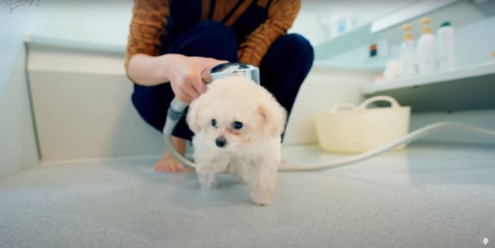 シャワーをスタートしたばかりのトイプードルの子犬