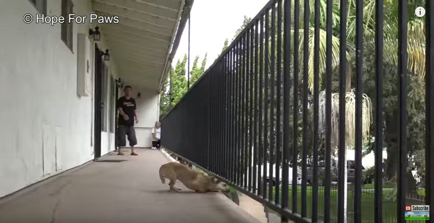 柵の下から身を乗り出す犬