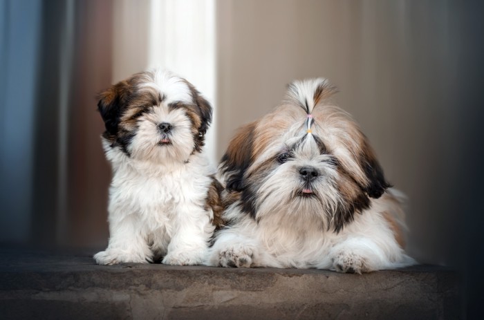 並んでいる子犬と成犬のシーズー