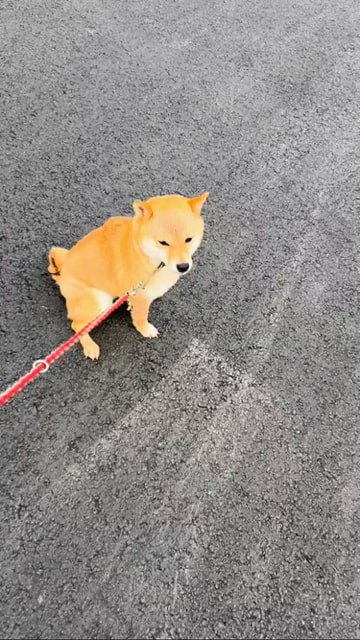 道に座る豆柴