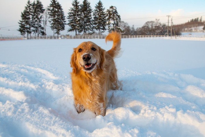 雪の中に立つゴールデンレトリバー