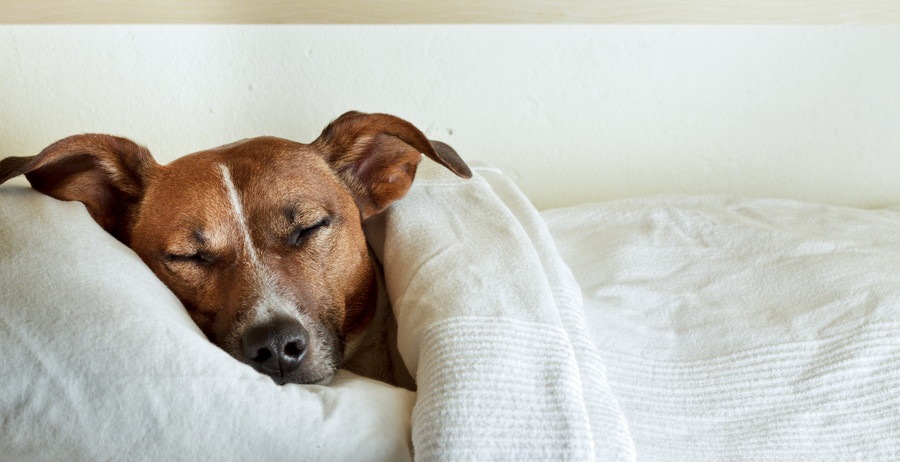 布団で眠る犬