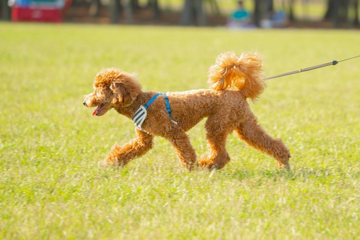 散歩中の犬