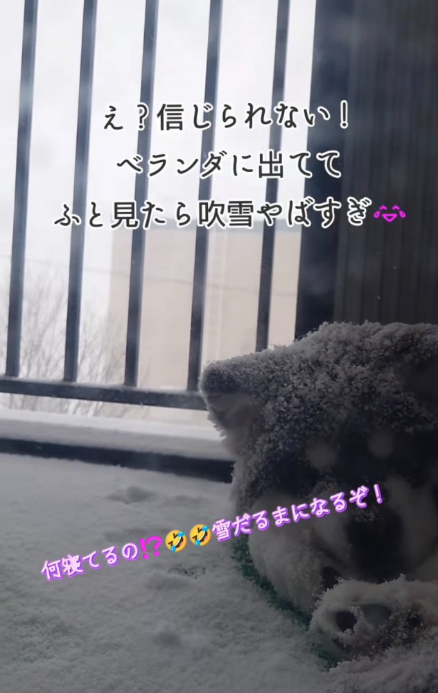 吹雪が強くなってきた