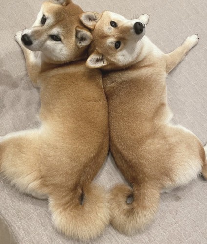 柴犬