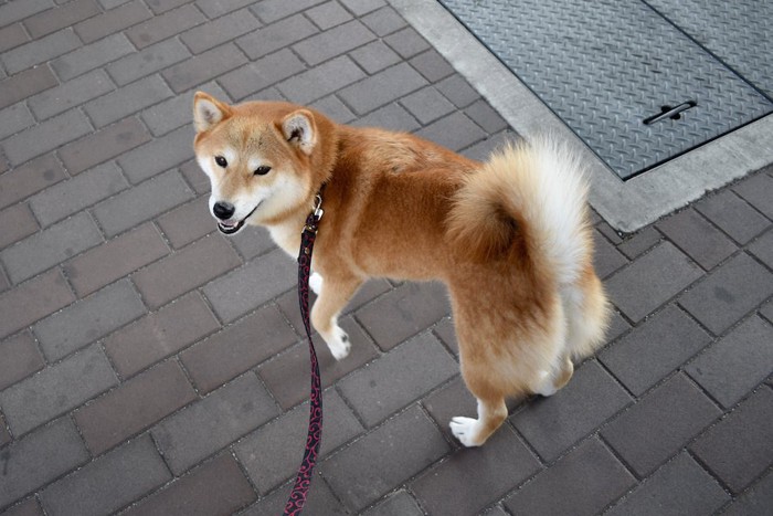 片手を上げたお散歩中の柴犬