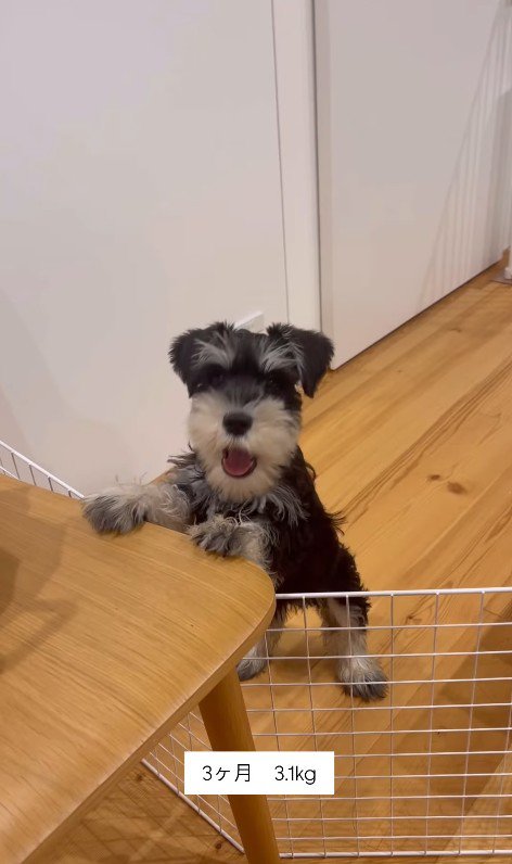 ボセくんの成長記録2